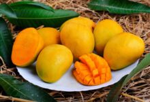 Fakta Menarik Buah Mangga yang Wajib Diketahui 2023!