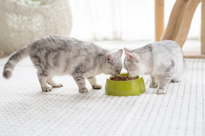 Cara Memilih Makanan Kucing Peliharaan