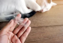 Bulu rontok pada kucing adalah masalah yang sering dihadapi oleh para pemilik kucing. Bulu rontok dapat disebabkan oleh berbagai faktor, seperti stres, alergi, infeksi, dan masalah kesehatan lainnya.