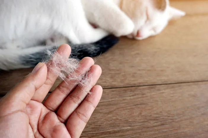 Bulu rontok pada kucing adalah masalah yang sering dihadapi oleh para pemilik kucing. Bulu rontok dapat disebabkan oleh berbagai faktor, seperti stres, alergi, infeksi, dan masalah kesehatan lainnya.
