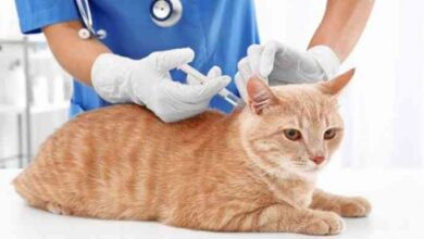 Manfaat Vaksinasi pada kucing adalah salah satu cara yang paling efektif untuk melindungi kucing Anda dari berbagai penyakit menular.