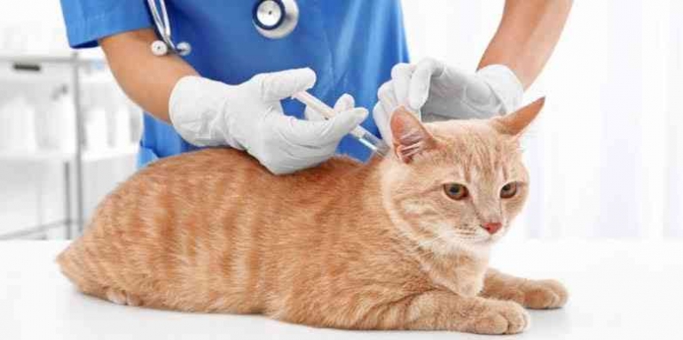 Manfaat Vaksinasi Pada Kucing Yang Wajib Kamu Ketahui