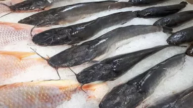 Konsumsi ikan Lele sering digoreng dalam masakan lalu dipadukan dengan sayuran dan sambal. Berkat rasa ini, ikan lele menjadi hidangan paling populer. Sayangnya, ikan lele dipercaya berdampak negatif bagi kesehatan.