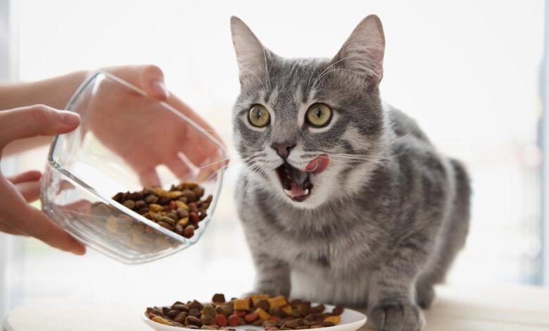 Cara Memilih Makanan Kucing Peliharaan
