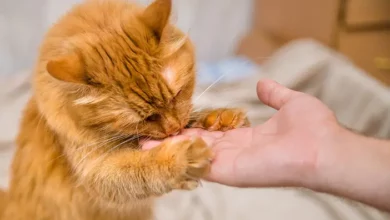 Cara Menjinakkan Kucing Liar, dan menjadikannya sebagai hewan peliharaan yang ramah. Kucing liar akan lebih mudah untuk didekati jika mereka merasa aman dan nyaman.