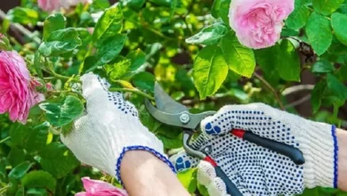 Tips Memotong Bunga Mawar untuk Tampilan yang Lebih Menarik