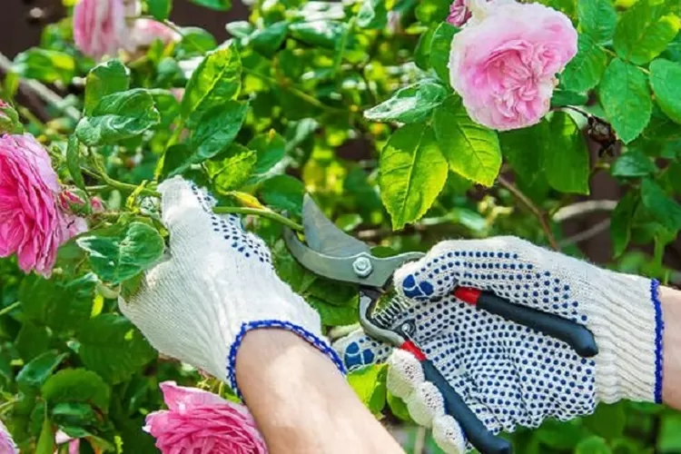 Tips Memotong Bunga Mawar untuk Tampilan yang Lebih Menarik